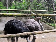 -燕塞湖鸟语林景区