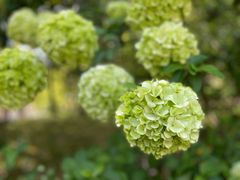 -陆家嘴中心绿地