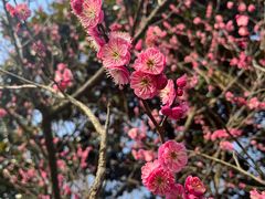 -梅花山(明孝陵内)