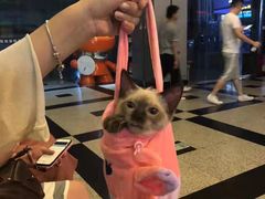 -欣宠猫屋·矮脚拿破仑·蓝金金渐层