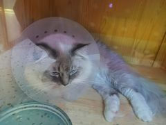 -滚猫咖啡·猫咖·猫友好撸猫(未来城店)