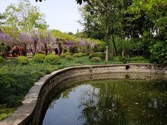 -嘉定紫藤园