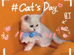 -lincat·猫舍(广州店)