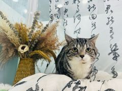 -爱洗澡的猫(望京店)