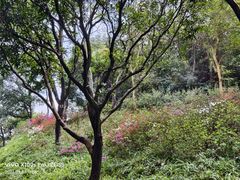 -云溪植物园