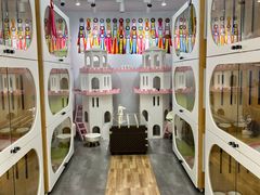 -青奢宠物·青奢猫舍