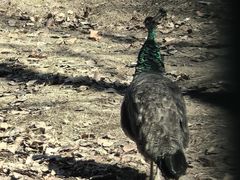 -北京麋鹿生态实验中心