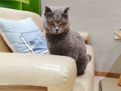 -藏猫猫咖啡主题馆(中央大道店)