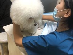 -A猫a狗全科·犬猫异宠·芥西宠物医院(南开总院)