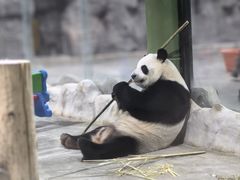 -栾川竹海野生动物园