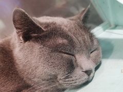 -猫小院猫主题餐厅(三里屯店)
