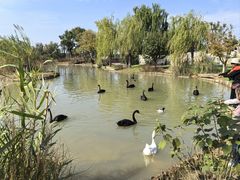 -祥源·阜阳生态乐园