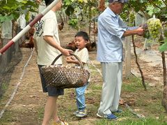 -马陆小张葡萄园农家乐