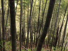 -东天目山风景区