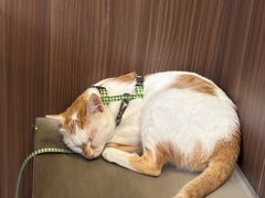 -Again Coffee Roaster(香蜜湖店)