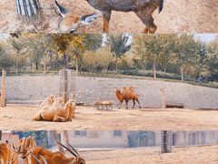 -石家庄市动物园