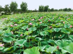 -羊亭河湿地公园