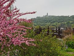 -苏州上方山国家森林公园