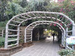 -瑞丽独树成林风景区