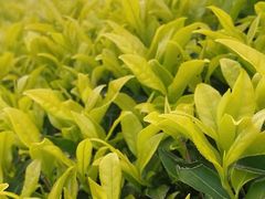 -华祥苑茶馆•国缤茶小蓝罐(普罗旺斯店)