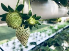 -迪茵湖田家舍生态农场