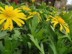 -蜀中吴养生板栗鸡(会展店)