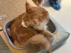 -平行世界·猫咖(首经贸店)