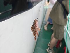 -枸杞岛