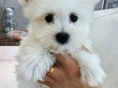 -翊宠yipet猫狗购宠庄园犬舍•猫舍