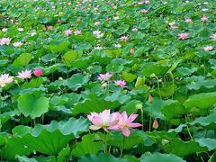 -荔湾湖公园