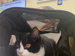-艾吉宠物医院·疑难杂症转诊中心·猫友好(碧江路院)