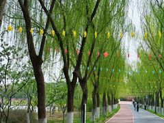 -大兴滨河森林公园