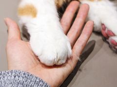 -MOCHA明星猫咖(田子坊店)