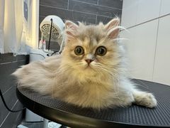 -babydoll猫舍·米努特·德文·缅因(久光中心店)