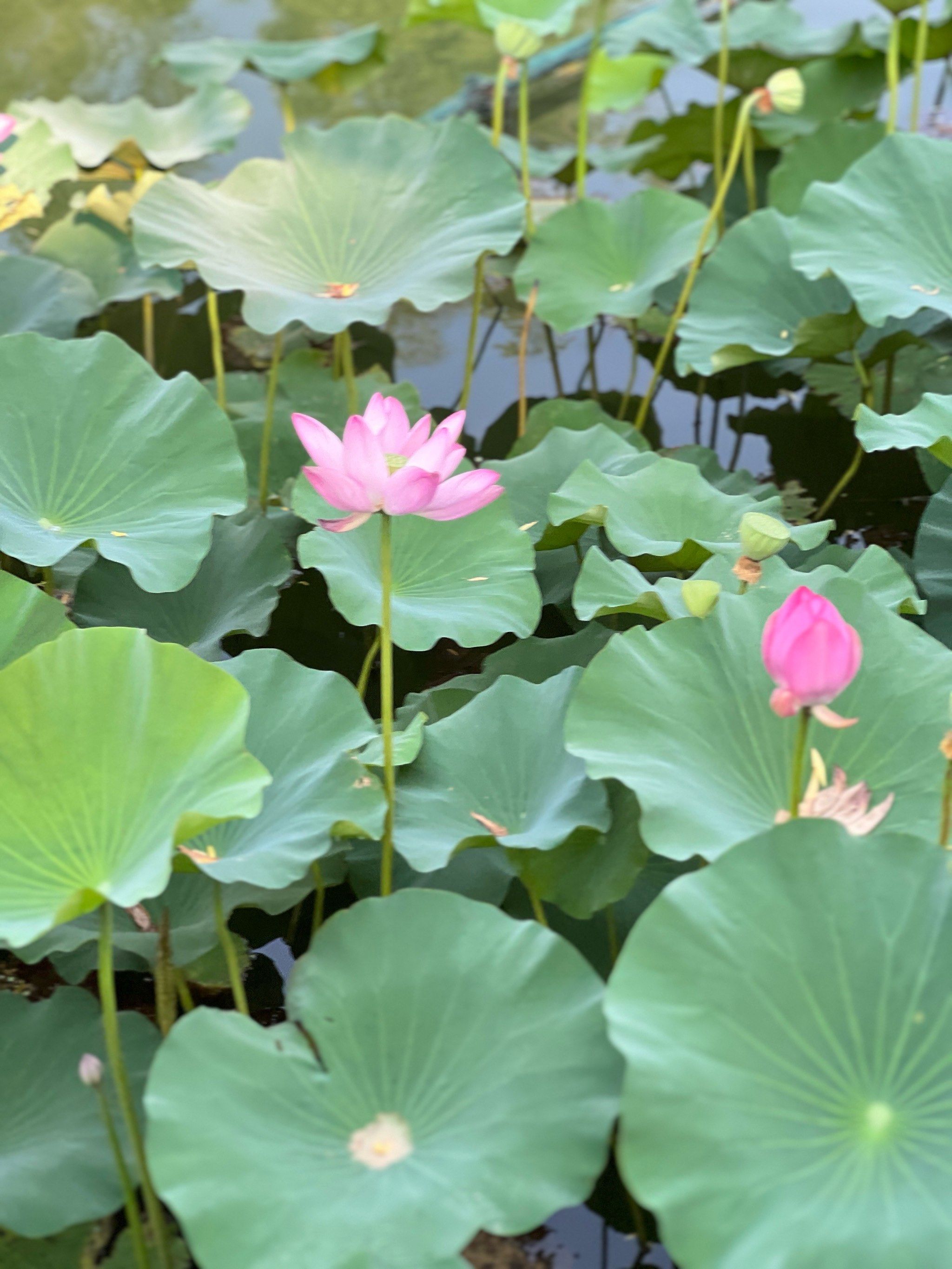 北海公园荷花荷花