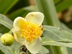 -老山国家森林公园