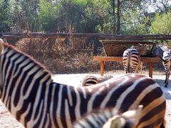 -云南野生动物园