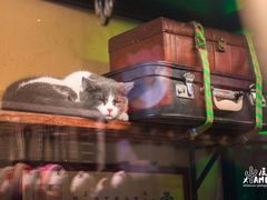 -猫咪博物馆(顶澳仔猫街店)