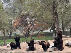 -北京野生动物园