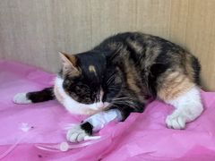 -北京观赏动物医院·24小时大型综合·猫专科·异宠专科