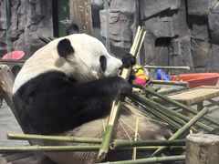 -栾川竹海野生动物园