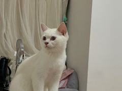 -伟伟宠物医院·瑞派猫友好医院·猫科(光谷店)