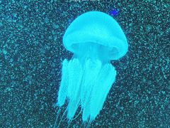 -欢乐海岸海洋奇梦馆