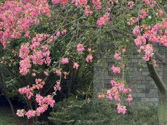 -东莞植物园