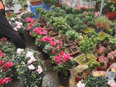 -中环花鸟鱼虫市场