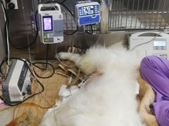 -北京派仕佳德动物医院·超导核磁·CT·神经科·骨科·内外科·急重症管理中心