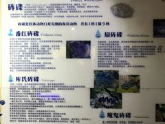 -贝壳梦幻世界