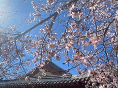 -桃花堤公园