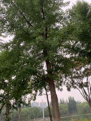 -HEYAN长风荷妍专业脱毛美肤
