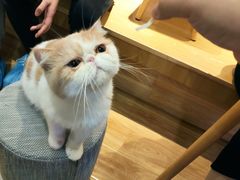 -滚猫咖啡·猫咖·猫友好撸猫(未来城店)